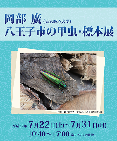 岡部廣 八王子市の甲虫・標本展