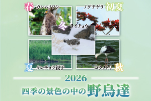 2026年 四季の景色の中の野鳥たち ― 野鳥写真家「野口光博」の四季を彩る世界 ―