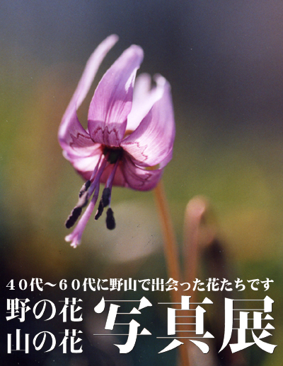 野の花・山の花写真展